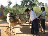 don't muzzle the ox