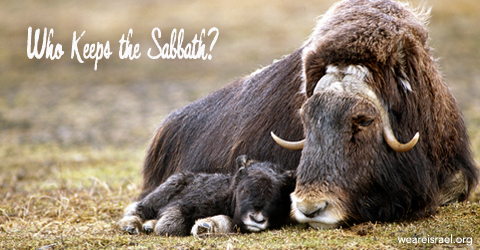 keep the Sabbath