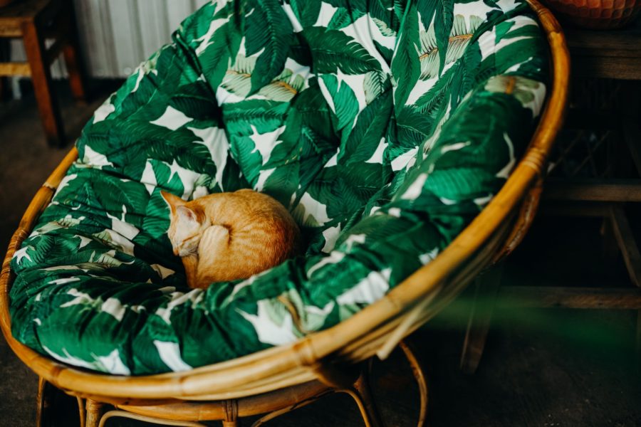 4. Produits pour animaux de compagnie - pic: un chat orange dormant sur une chaise avec un coussin