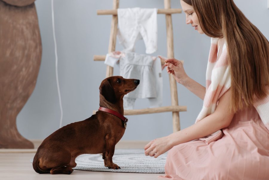 Pet Care Niches - pic: a woman training their dog