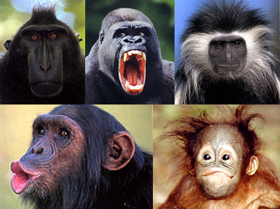 monkey faces