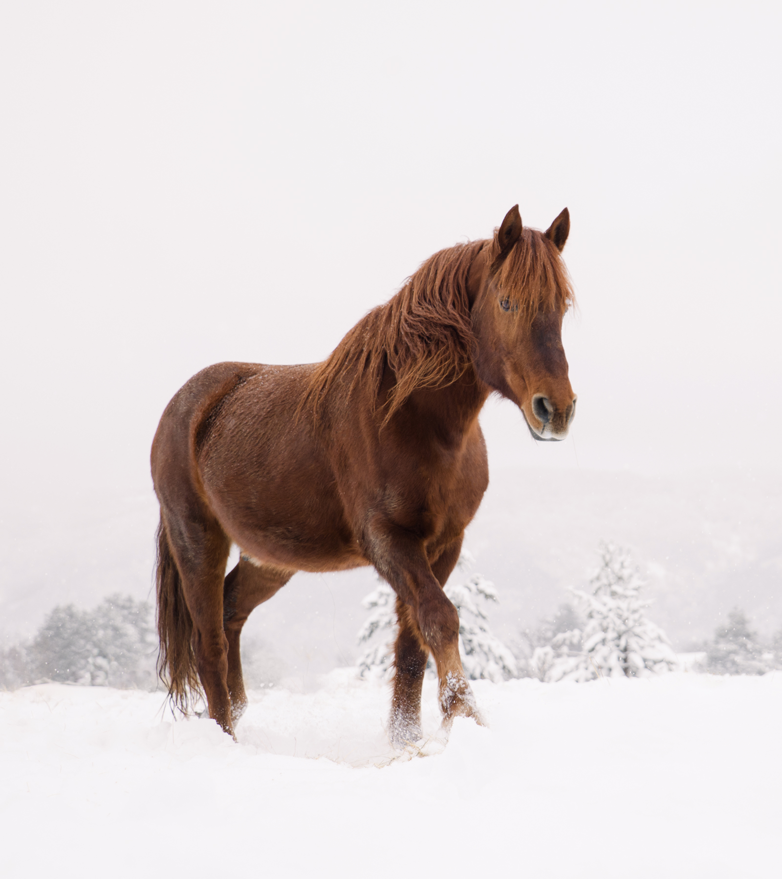 Antech Equine Diagnostics - Best Space Images in Full HD