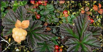 Cloudberry Nordgr Na - Colorful Arts - Professional HD Collection