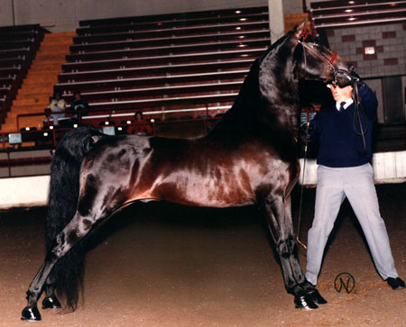 Equine Conformation Wikipedia - Stunning Ultra HD Colorful Wallpapers | Free Download