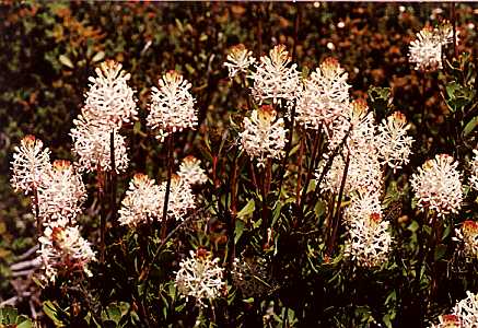 Proteas Killuke Nursery - 4K Dark Designs for Desktop