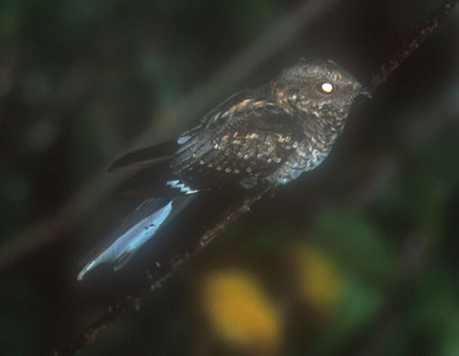 Nightjar Wikipedia - City Background Collection - 8K Quality