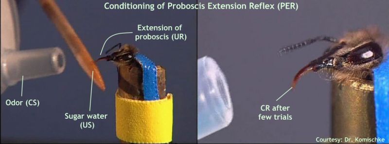 Trace Elements Proposal Proboscis - Best Geometric Pictures in 4K