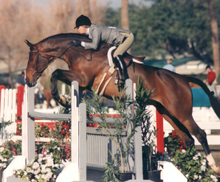 Equine Conformation Wikipedia - 4K City Backgrounds for Desktop