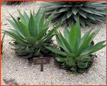 Agave celsii