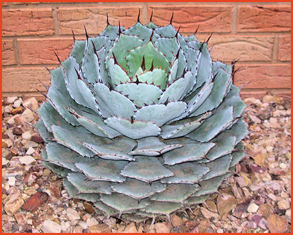 Agave potatorum