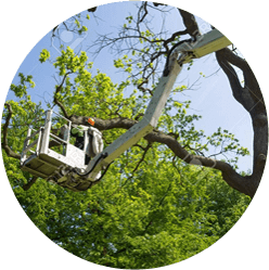 Perth Tree Lopping Pruning Specialised Tree Removal Services Tree - Premium Colorful Image Gallery - Mobile