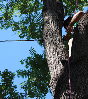 Tree Cabling Cohen Master Trees - Best Nature Pictures in Desktop
