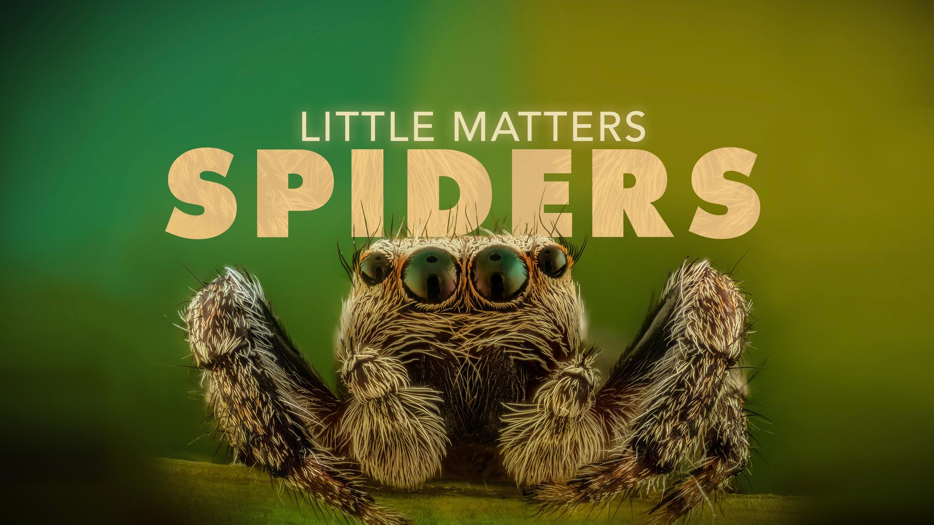 Spiders Many Little Things - Best City Wallpapers in Full HD
