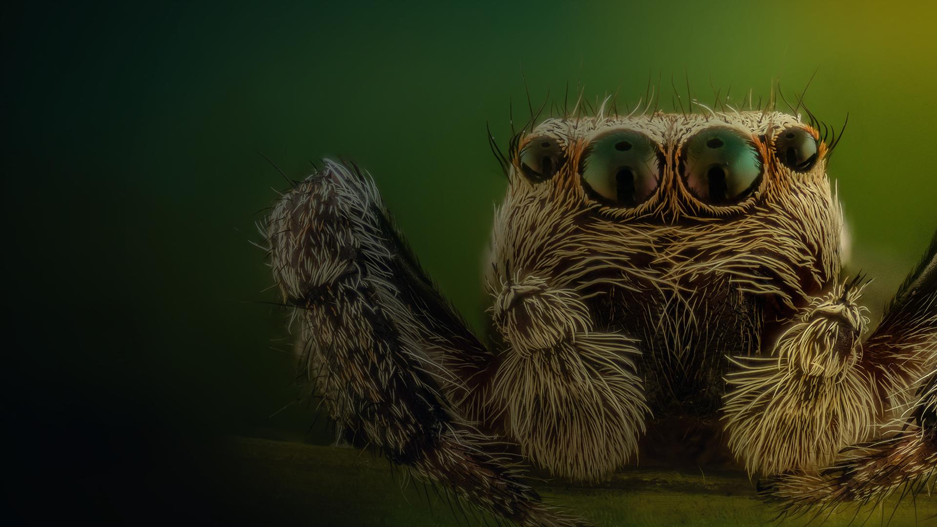 Spiders Many Little Things - Ultra HD Ultra HD Light Illustrations | Free Download