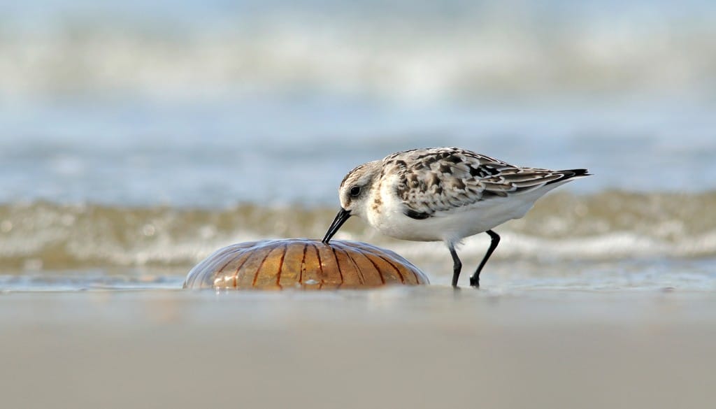 Kosteloze training voor jonge Noord-Hollanders bij landelijk natuurproject
