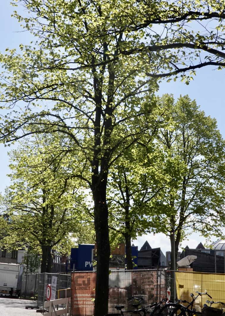 Buurtbewoners Gonnetstraat blij: oude lindebomen mogen blijven
