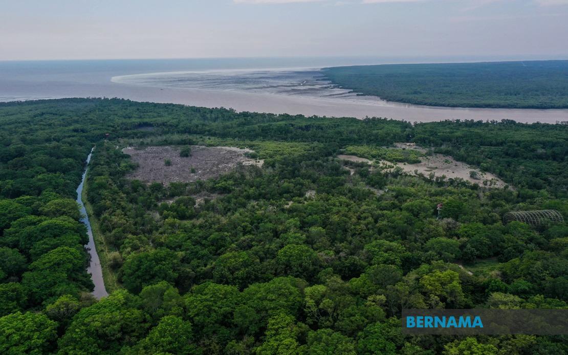 Kepentingan hutan bakau terhadap alam sekitar dan ekosistem sememangnya sentiasa disedari dan diberikan perhatian sewajarnya sama ada oleh . Bernama Diasak Pembangunan Mampukah Taman Alam Kuala Selangor Terus Kekal