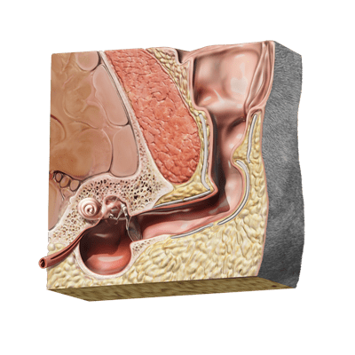 Normal anatomy of the outer, middle and inner ear. Interactive Animal Brooklyn Veterinary Emerge