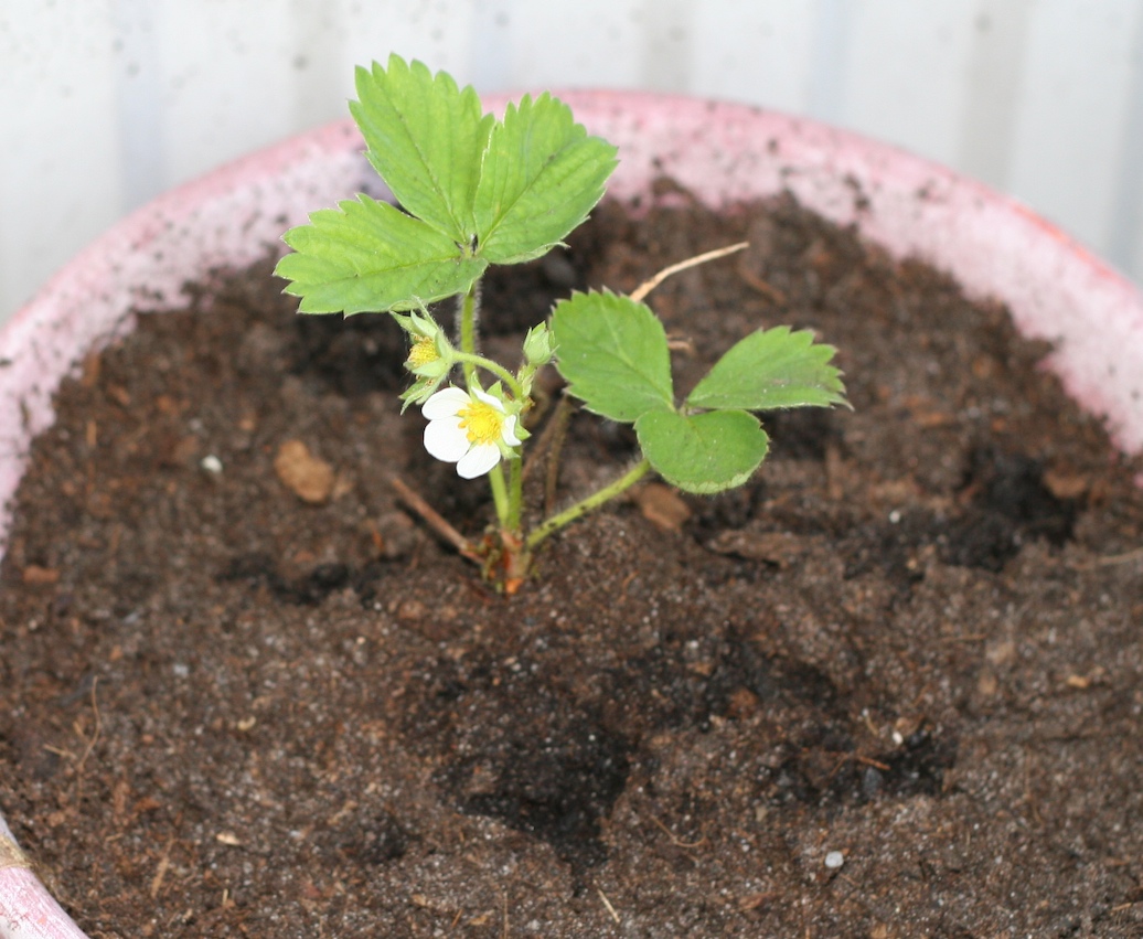 Foto van een aardbeienplant