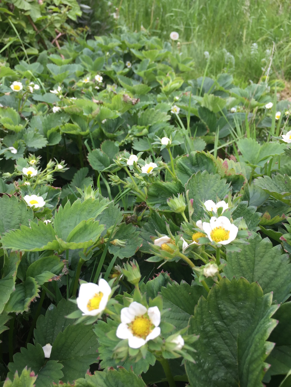 Aardbeien in bloei in de moestuin