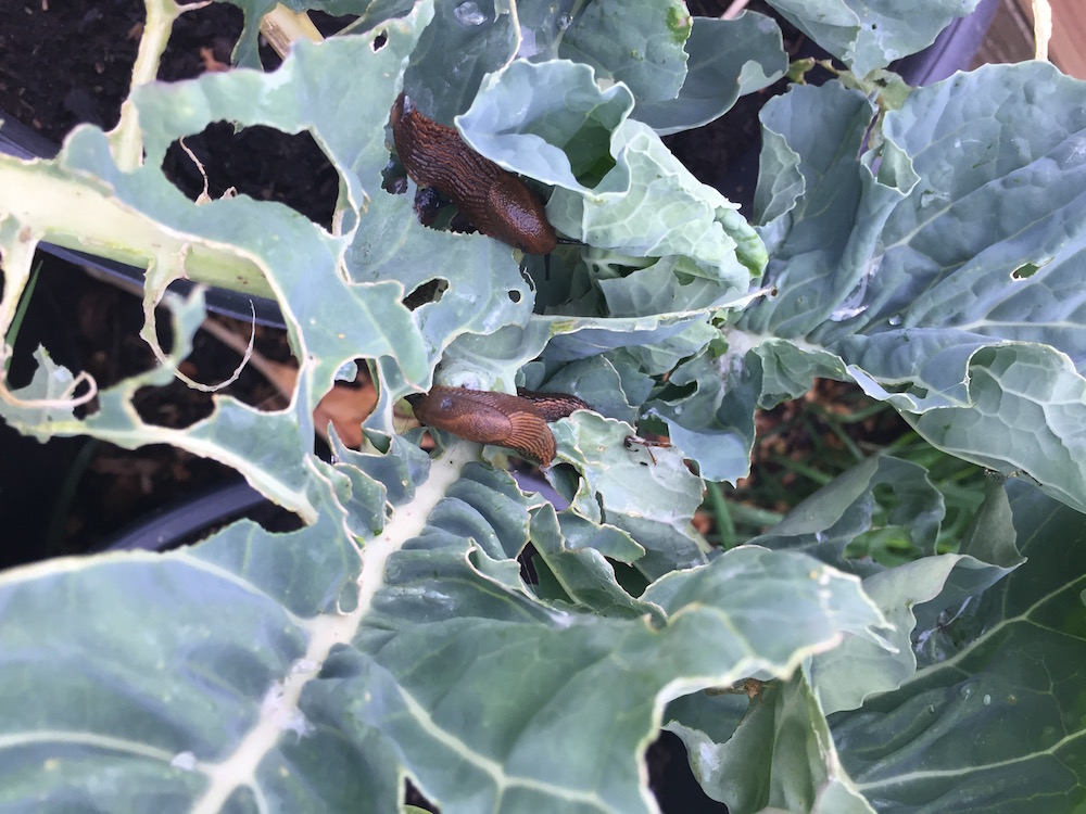 Naaktslakken op een broccoli plant in de moestuin