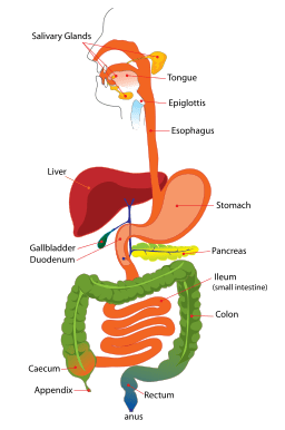 Digestive System