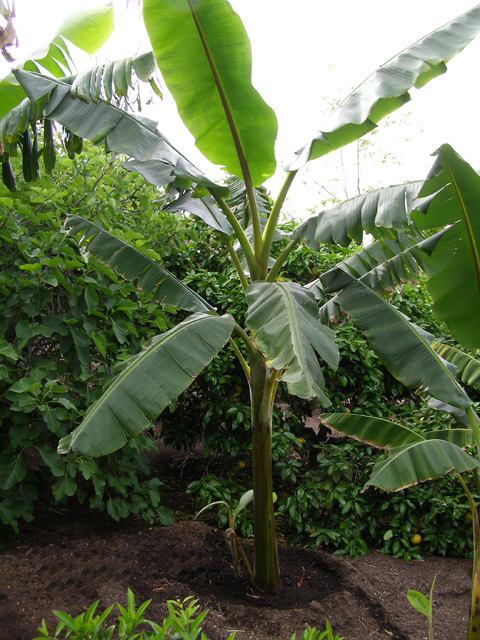 Banana Tree Fertilizer Tips For Biggest Yields Sumo Gardener