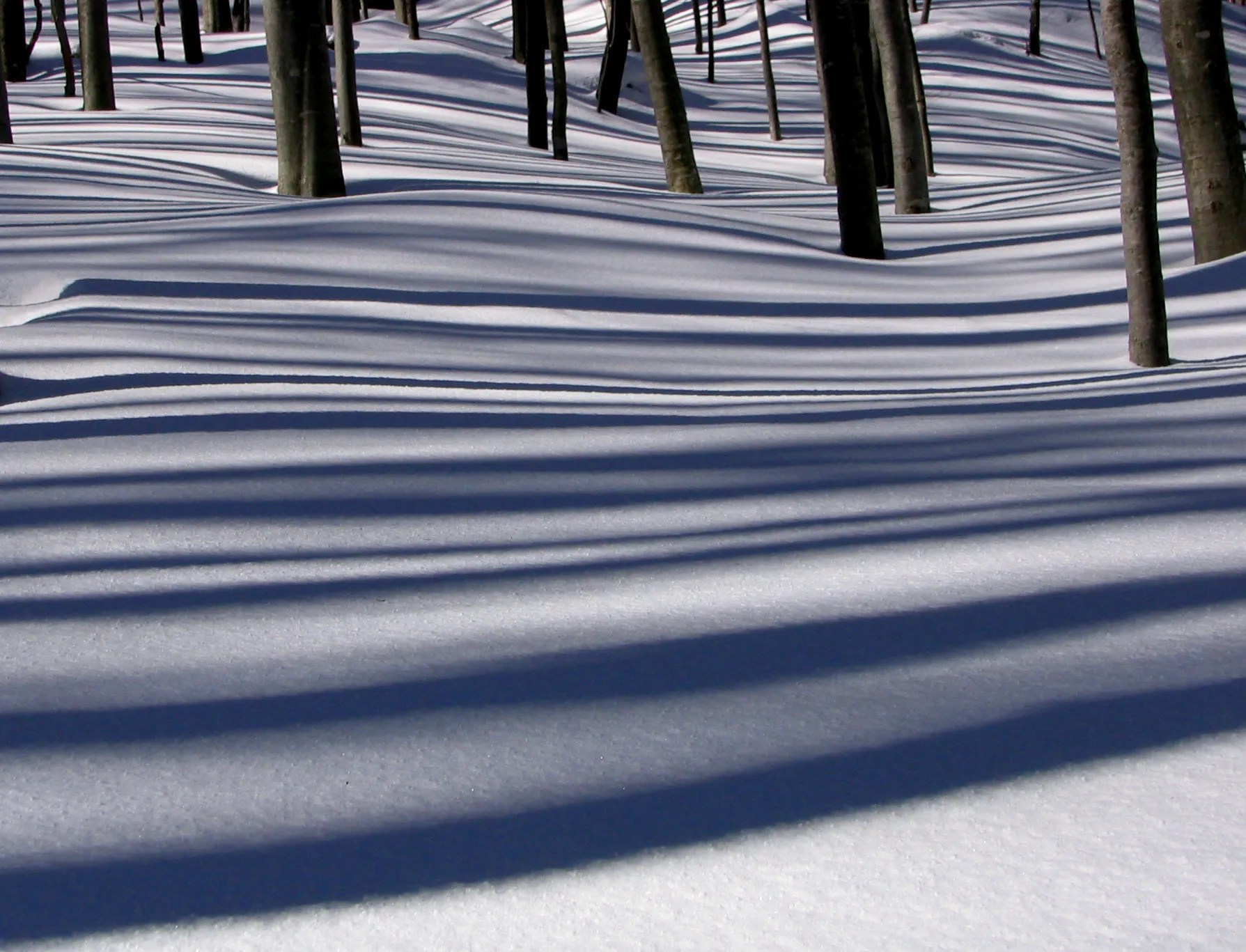 Barcode in Nature