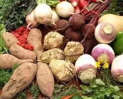 Yams, turnips, beets, and other root vegetables piled on a heap of greenery.