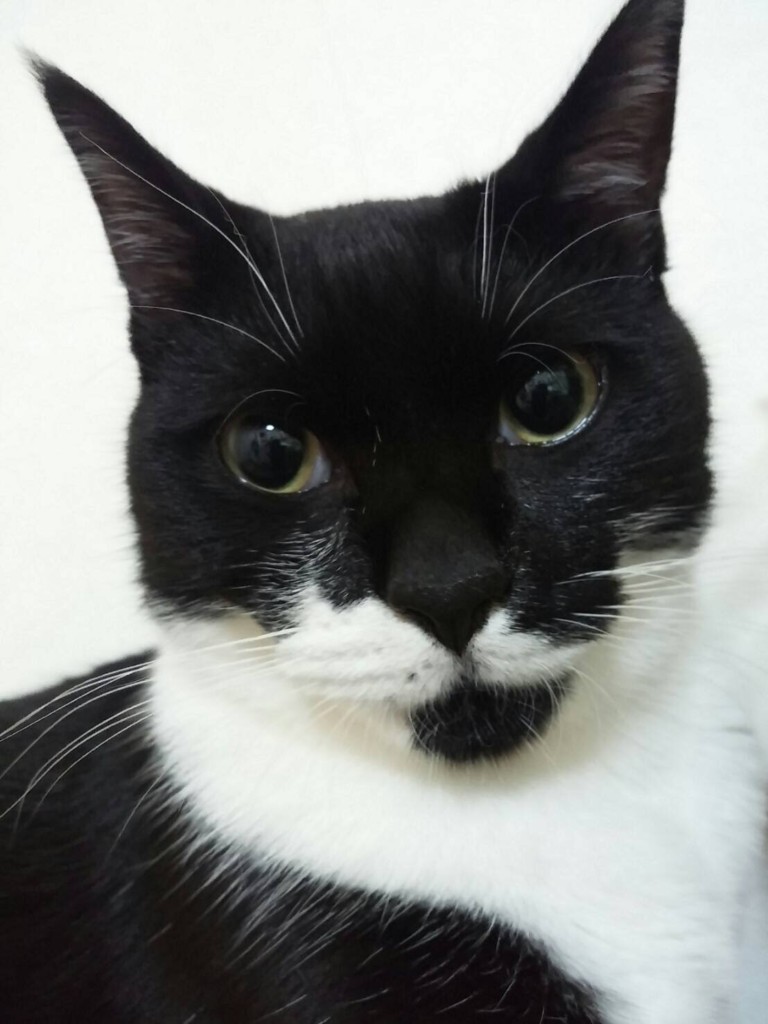 猫の鳴き方 お猫様の気持ちについて Web五郎さん