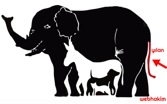 Yumurtadan Ciktigina Inanamayacaginiz 10 Hayvan Youtube