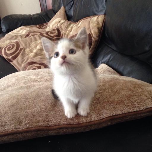 Learn what a rabbit's home is called and discover more interesting rabbit facts here. Kittens In L20 Liverpool For 70 00 For Sale Shpock