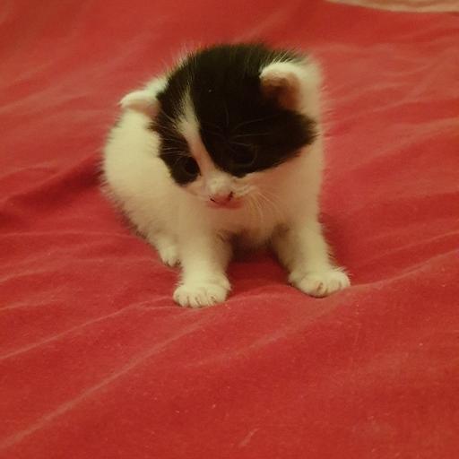 13 week black male kitten · 4 · 55 miles ; Beautiful Kittens For Sale In L5 Liverpool For 50 00 For Sale Shpock