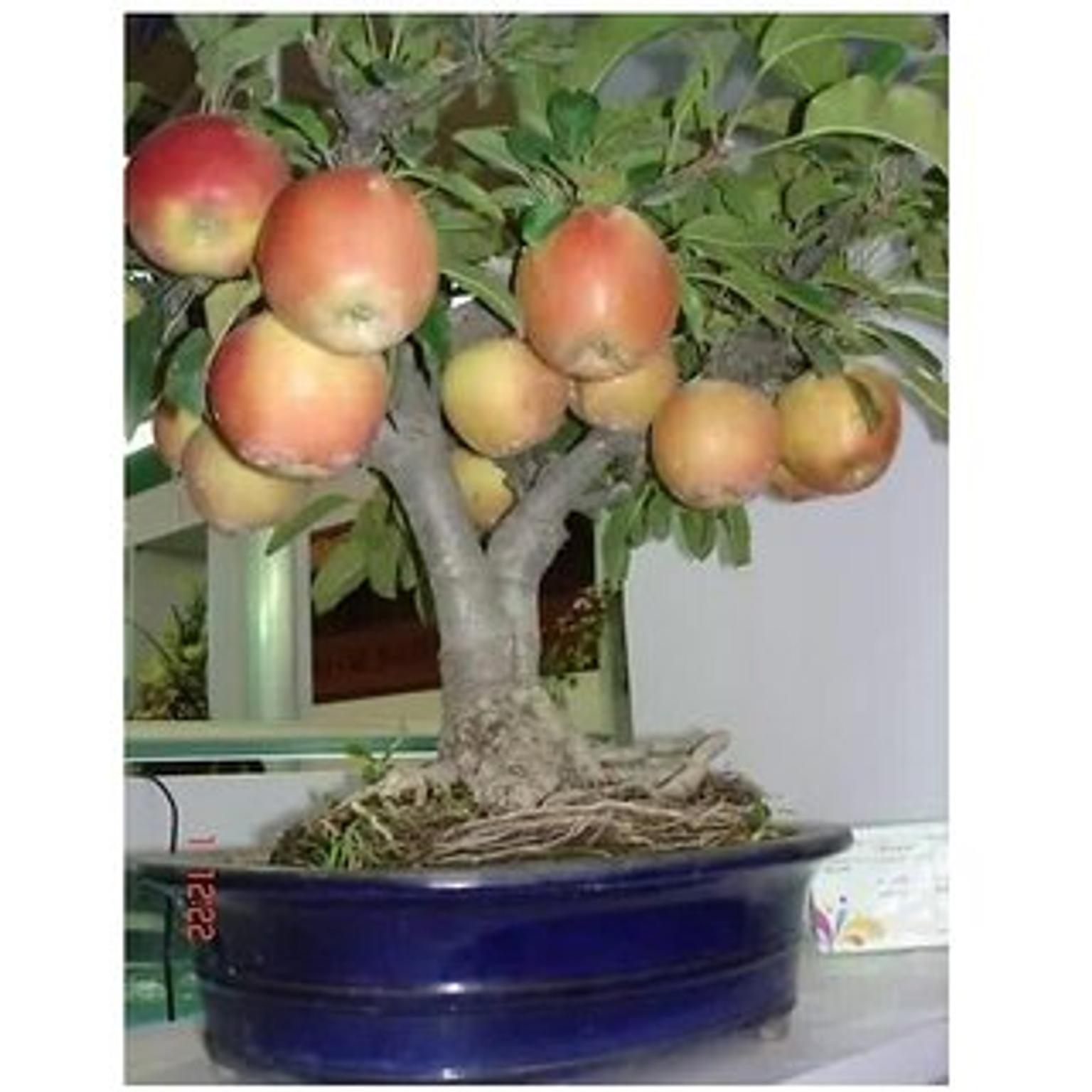 Top 10 Bonsai Fruit Trees Bonsai Empire