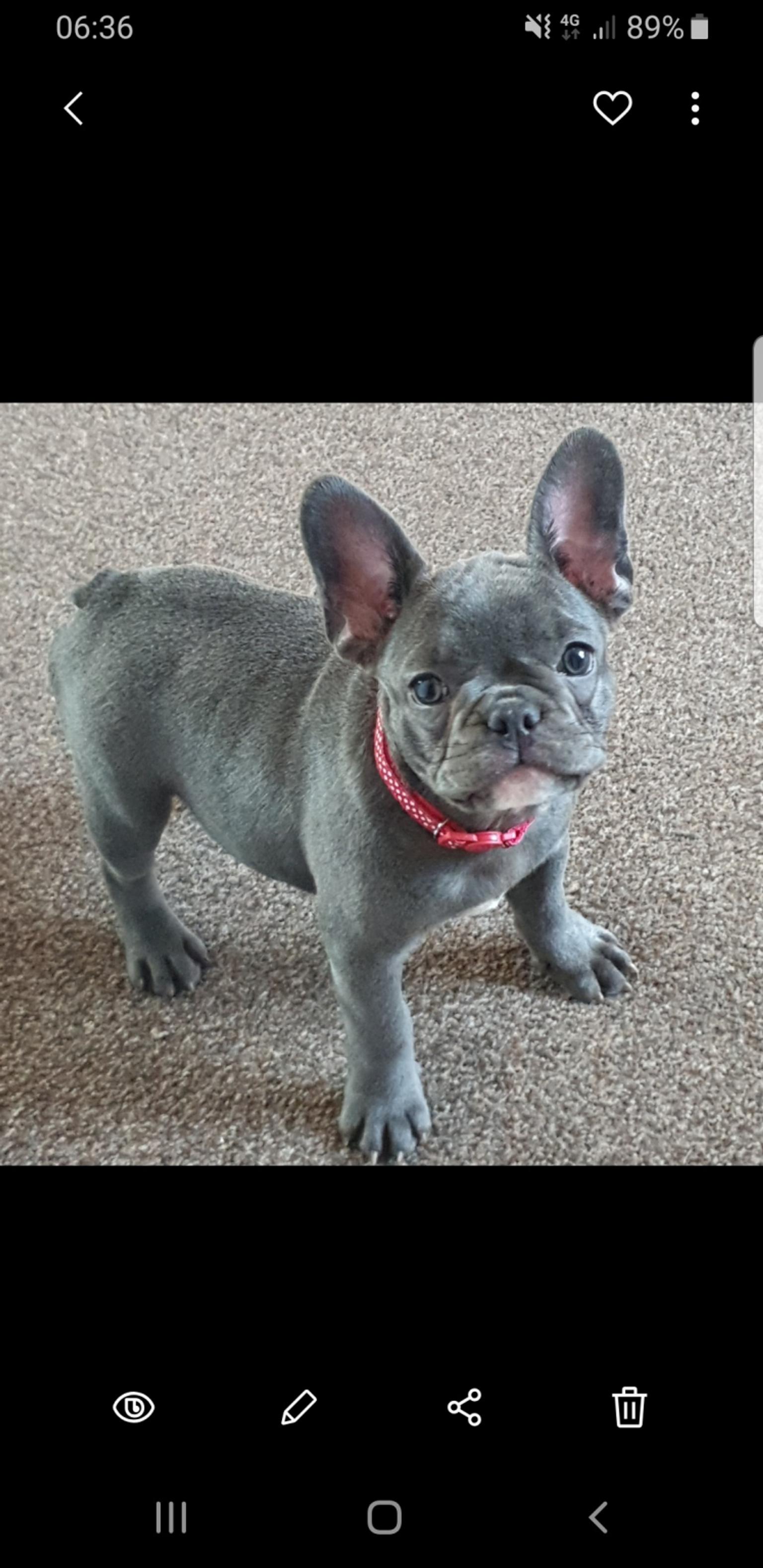 Puppies cavachon (1) cocker spaniel (1) french bulldog (1) german shepherd (1). 1 left kc registered French bulldog puppies in CH62 Wirral
