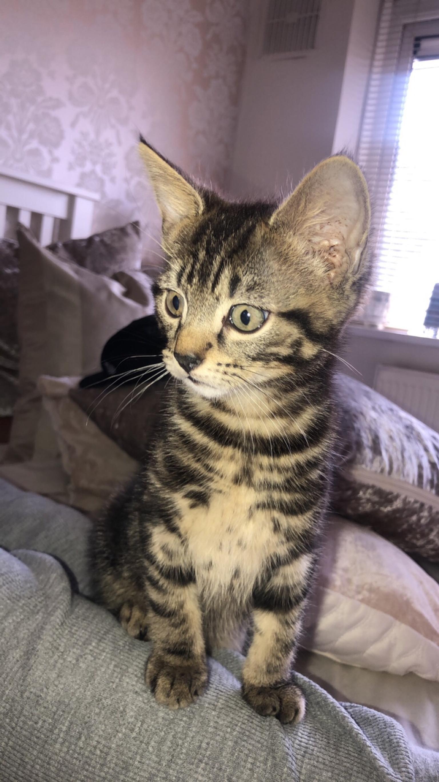 12 weeks old male tabby kitten in b29 birmingham for £30.00 for sale