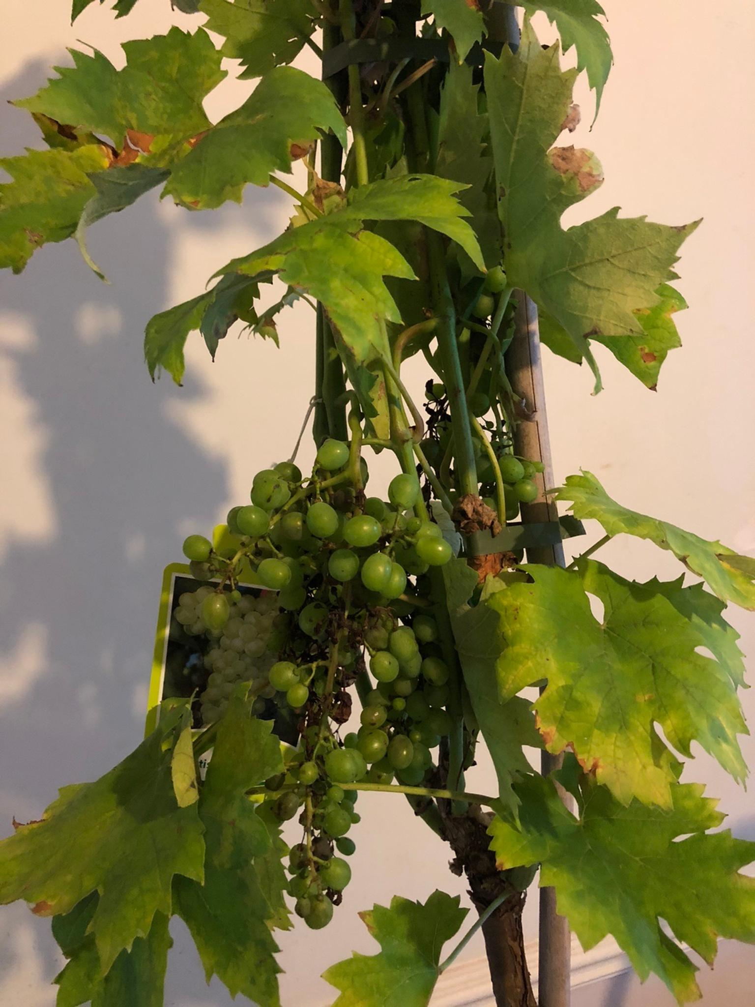 Young Grape Vines High Resolution Stock Photography And Images Alamy