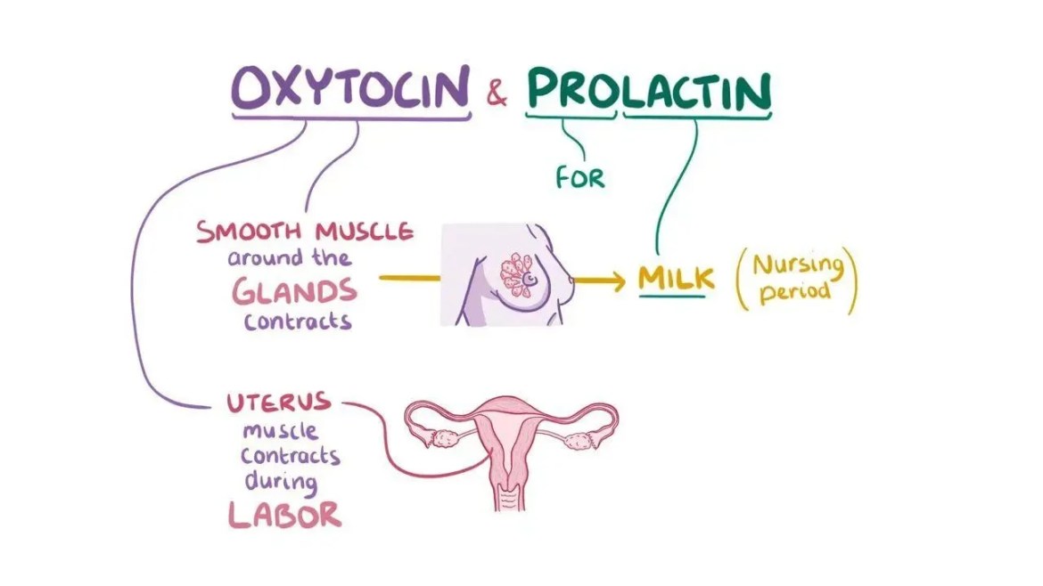 Diagram illustrating the roles of oxytocin and prolactin roles in breastfeeding: prolactin stimulates milk production, oxytocin triggers milk let-down and uterine contraction.