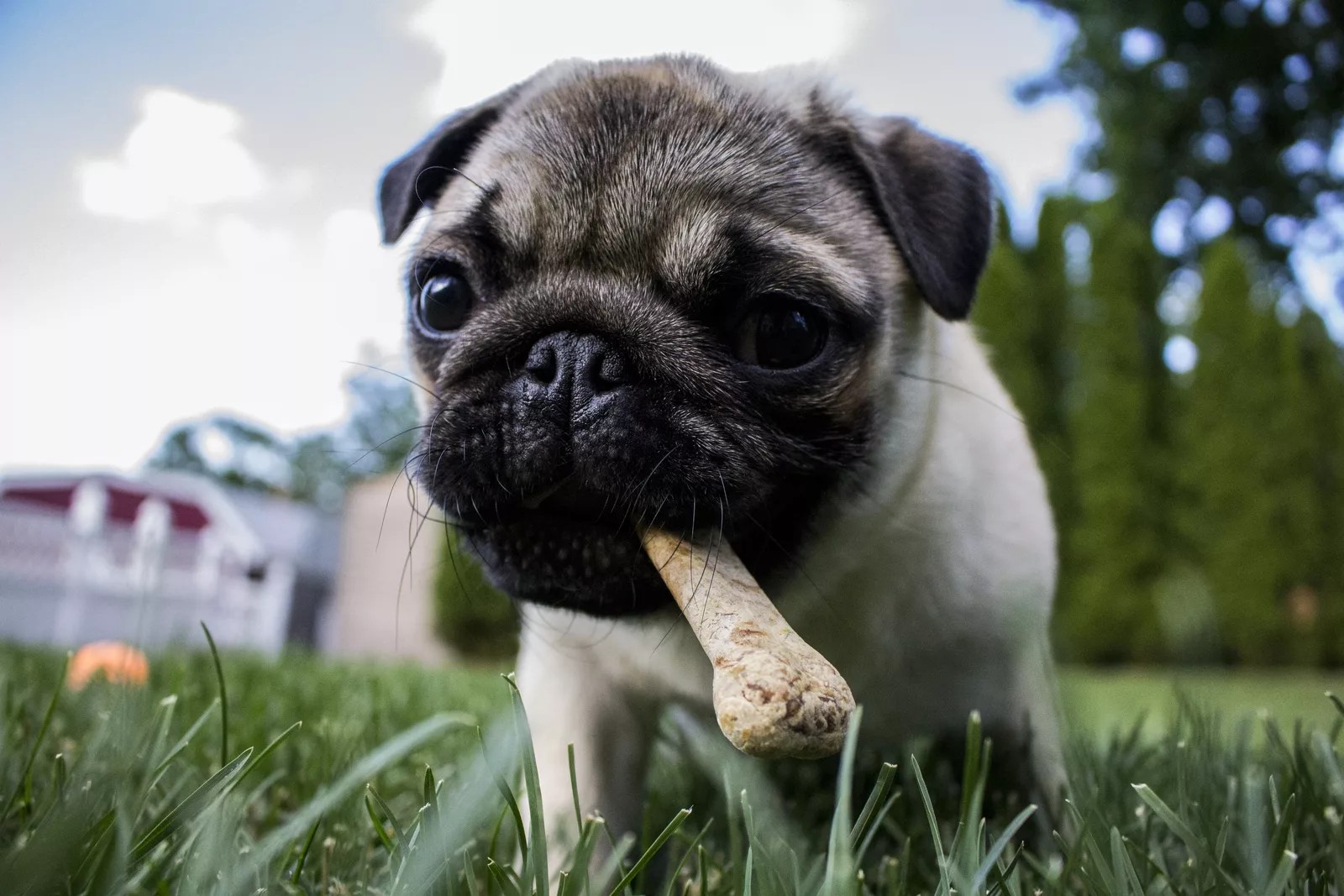 images Raza De Perros Pug webmediums