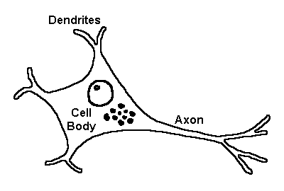 Read these 11 fun facts and learn why it's so important. Nervous System