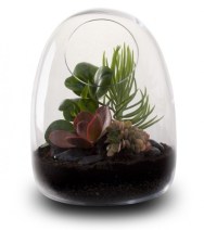 Terrarium-Ideas