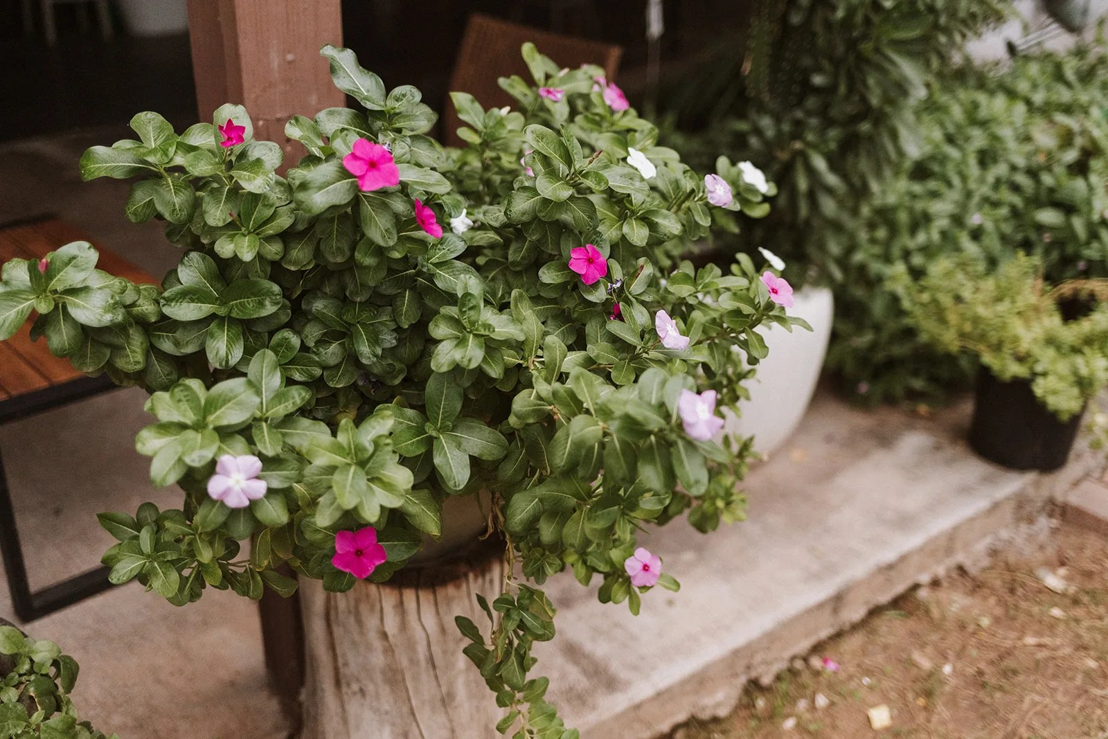 Flowering garden at Kelly's Cottage at Kelly's Cottage, Tolleson, AZ