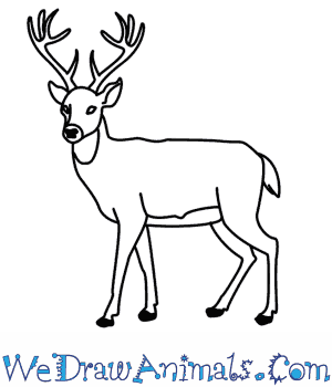 deer draw drawing easy animals reindeer pencil drawings cartoon animal fawn step getdrawings sketches steps tutorial