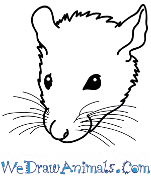 rat draw face easy tutorial