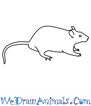 rat draw easy rats drawings wedrawanimals tutorial sketches steps