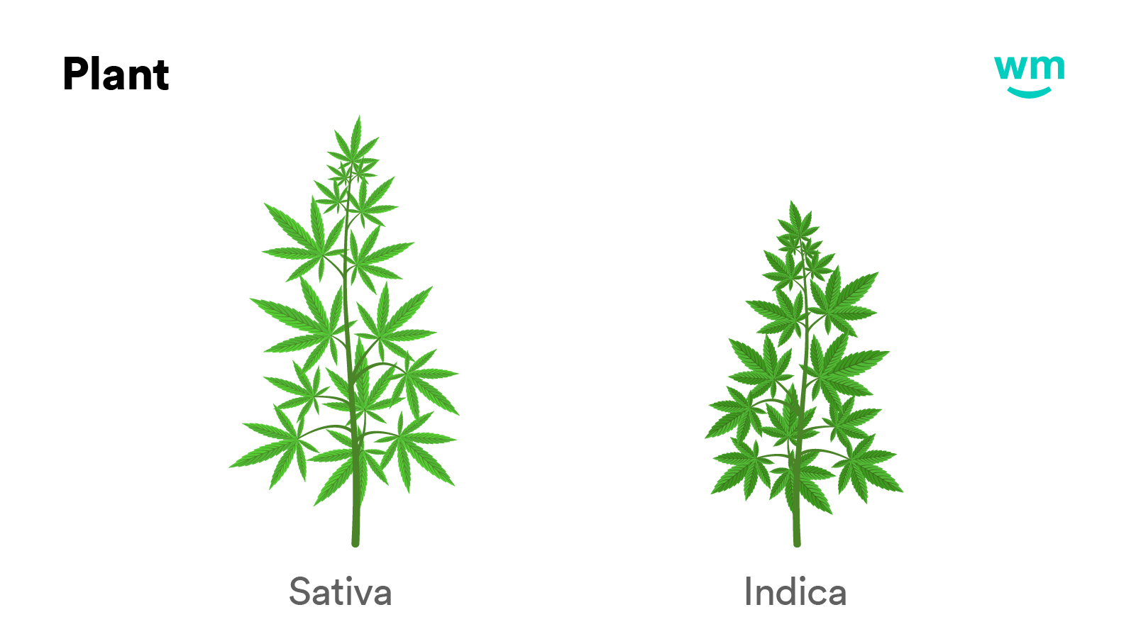 Indica vs sativa vs hybrid Understanding weed strains Weedmaps