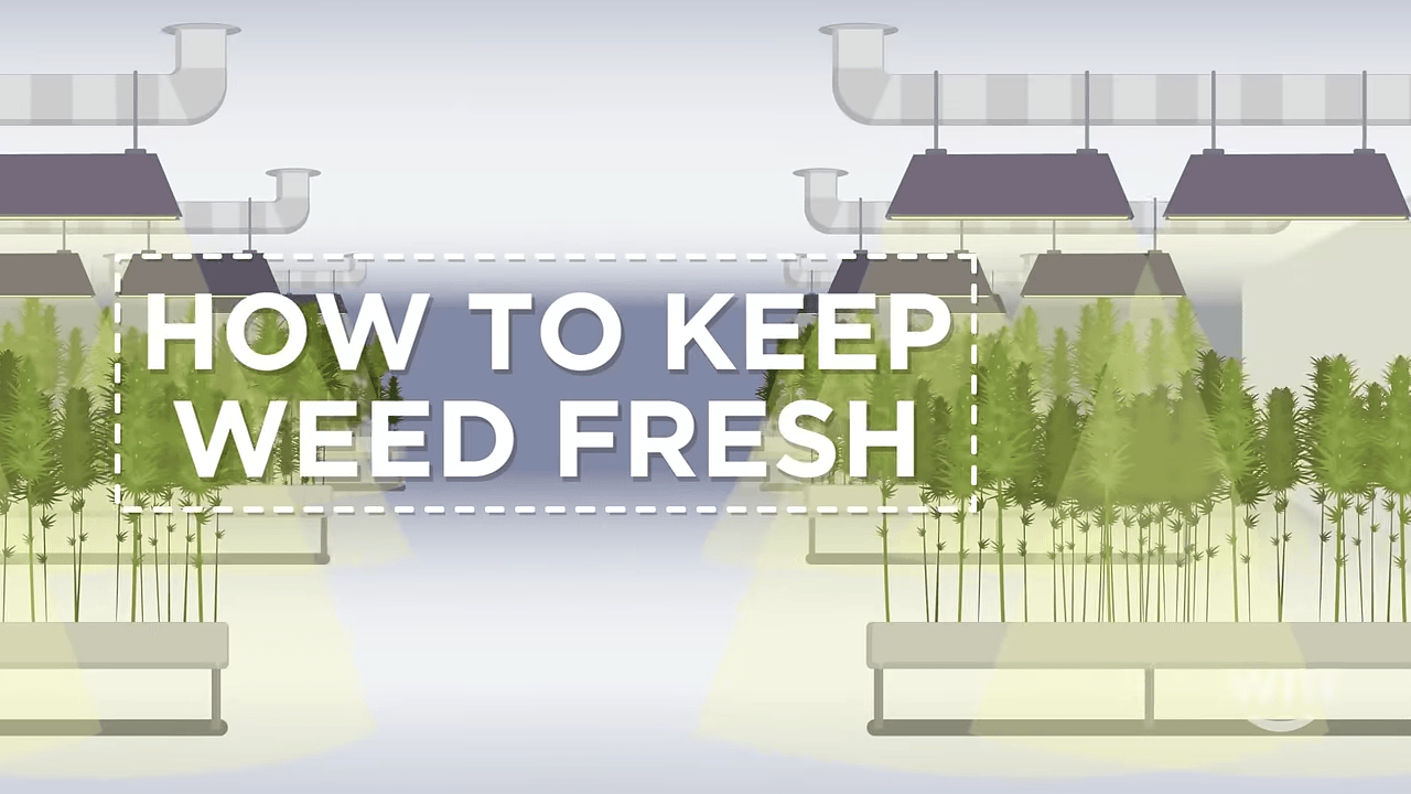 Keep your weed fresh