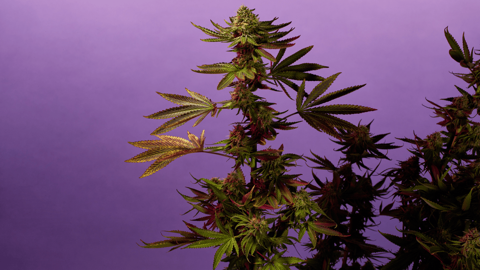 Purple cannabis weed strain