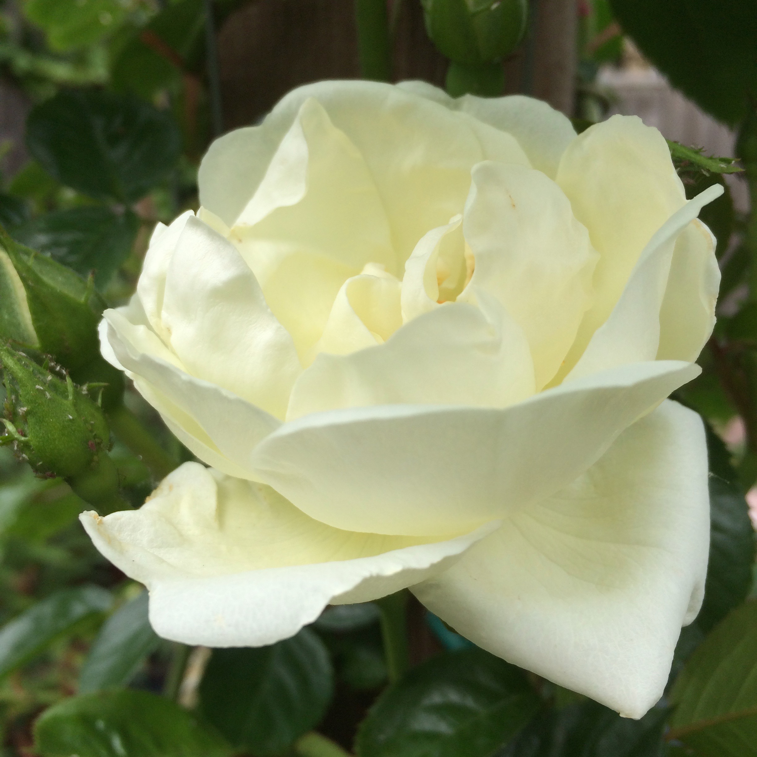 Rosa 'White Star'