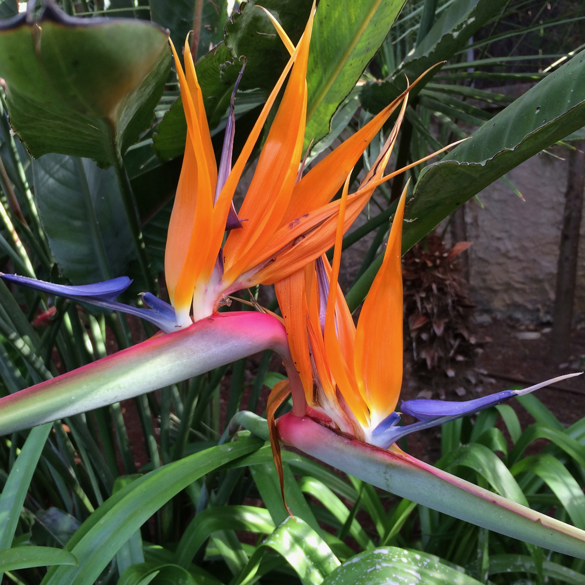Strelitzia reginae